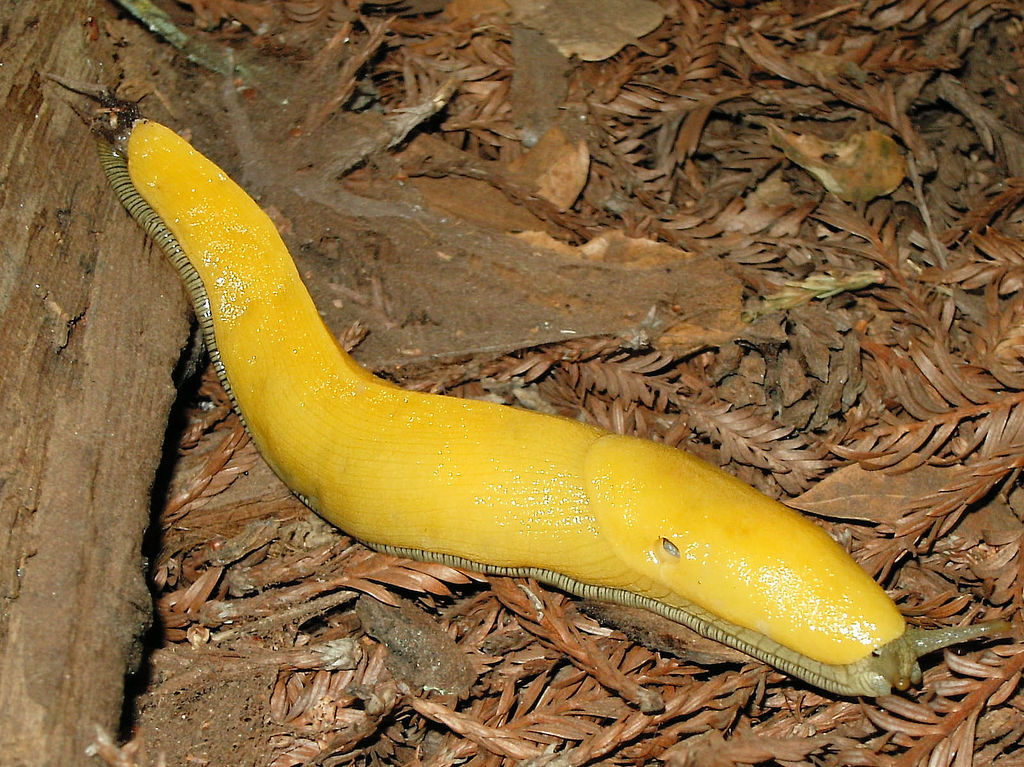 Banana Slug: My Power Animal